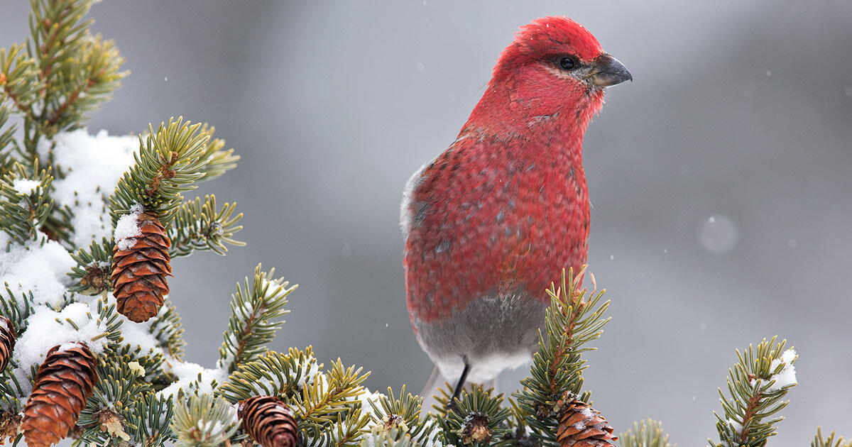 44 Perfect Gifts for the Bird and Nature Lovers in Your Life - Vimarsana News
