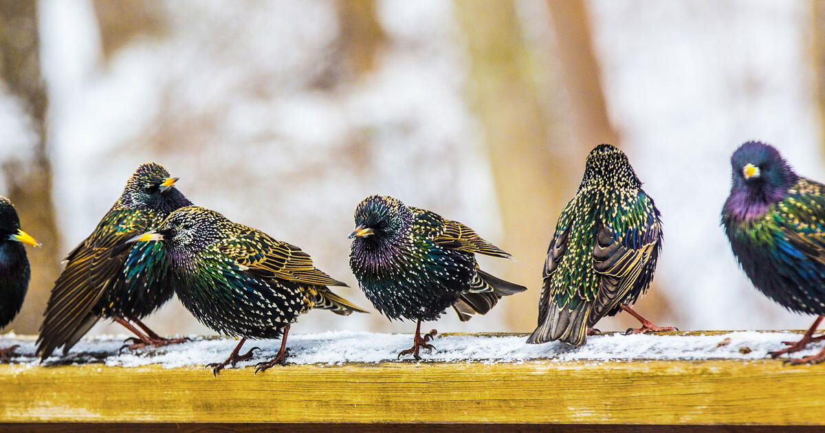 Birdist Rule 72 It S Okay To Dislike Some Birds Audubon Nuisance birds on feeders can drive a bird watcher a little crazy. birdist rule 72 it s okay to dislike