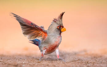 2022 Audubon Photography Awards