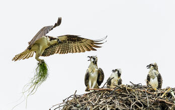Defend America's Most Important Bird Law