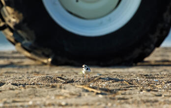 Piping_Plover_Johann_Schumacher. Piping Plover. Johann Schumacher