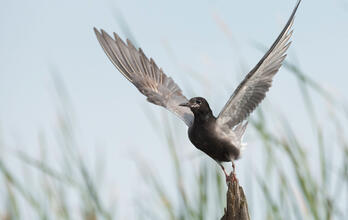 Breeding adult. Diana Whiting/Audubon Photography Awards