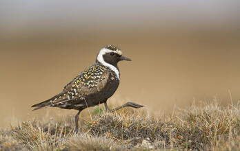 Protect the Arctic Refuge