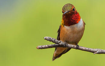 Birds Tell Us to Act on Climate