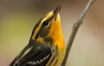 Blackburnian Warbler. Jamie Harrelson/Audubon Photography Awards