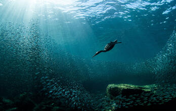 Enter the 2021 Audubon Photo Awards! 