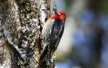 Red-breasted Sapsucker