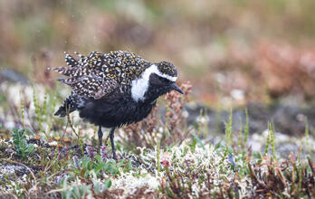 An American Golden-Plover standing on tundra