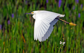 Snowy Egret in flight.