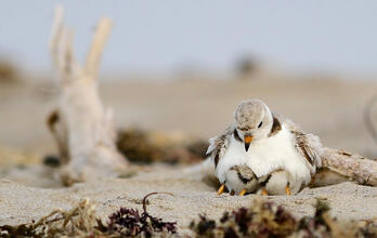 Piping Plover with chicks. 