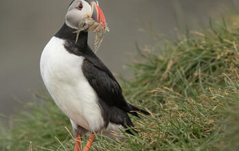 Atlantic Puffin holding fish in its beak. 