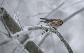 Common Redpoll perched on a lightly snow dusted branch.
