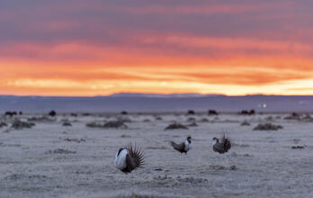 Protect Sage-Grouse Habitat