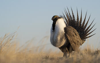 Greater Sage-Grouse.