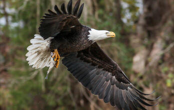 Bring Back Vital Habitat Along the Gulf Coast