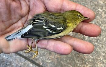 Prevent Bird Deaths from Building Collisions