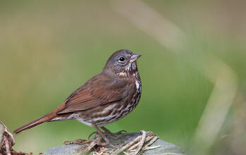 Stop Massive Public Lands Giveaway