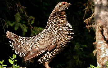 Protect Our Nation’s Roadless Forests