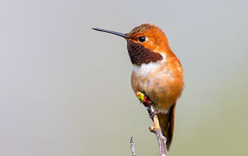 A male Rufous Hummingbird in profile perched on the tip of a budding branch.
