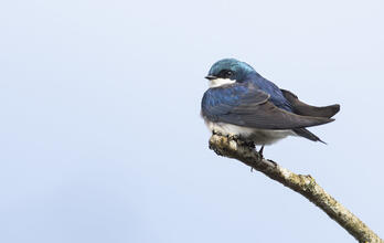 Tree Swallow Mick Thompson