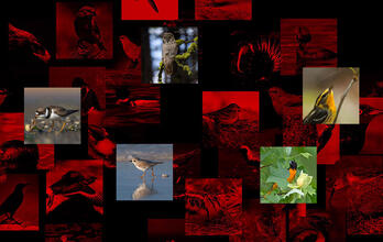 Survival by Degrees: 389 Birds on the Brink 