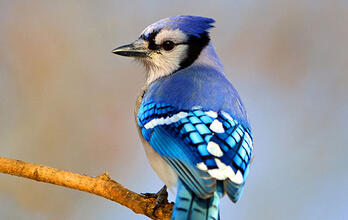 Become an Audubon Member
