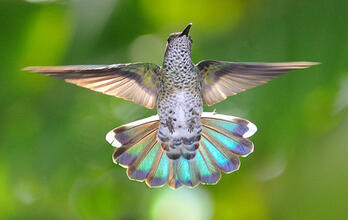 Usted es la imagen de la esperanza