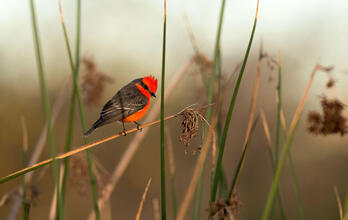 Vermilion Flycatcher. Sandrine Biziaux-Scherson/Audubon Photography Awards