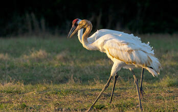 Speak Up for the Endangered Species Act