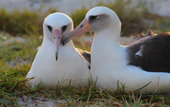 Albatrosses and Petrels Need Our Help