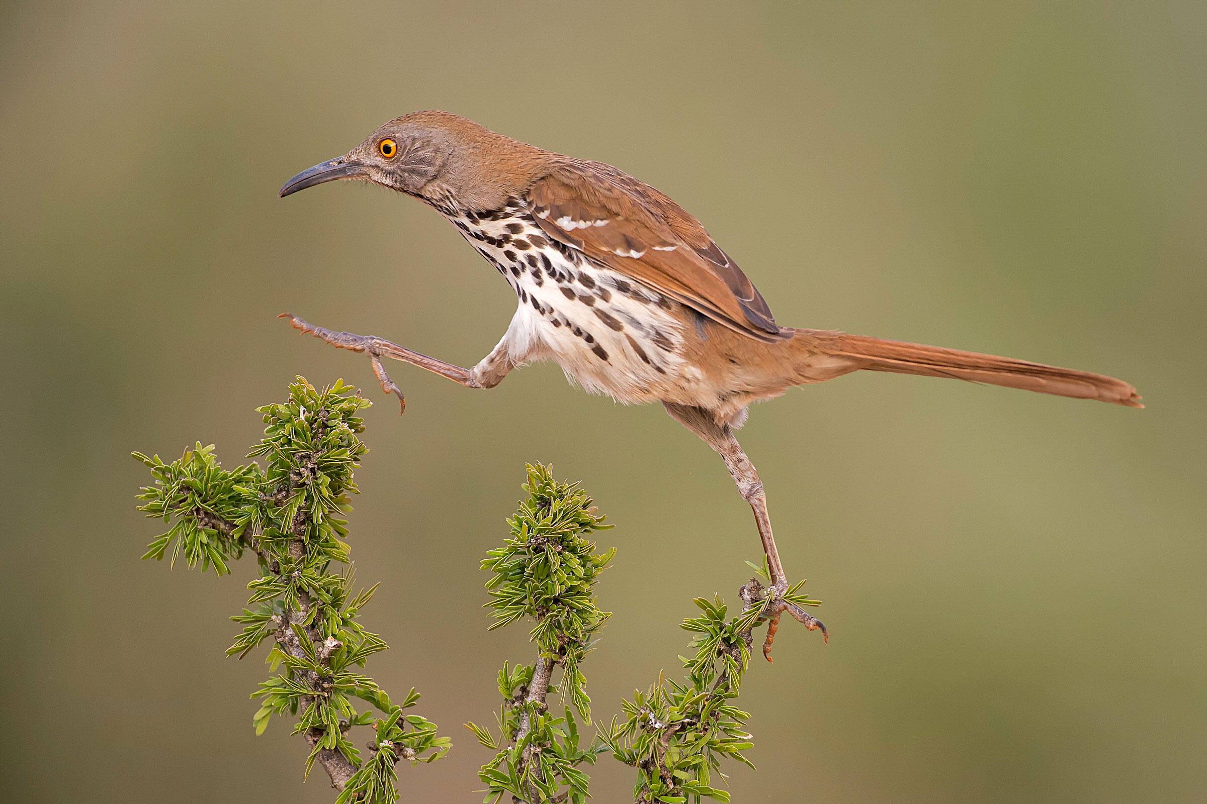 Long-billed Thrasher/Professional Category. Hector Astorga/Audubon Photography Awards