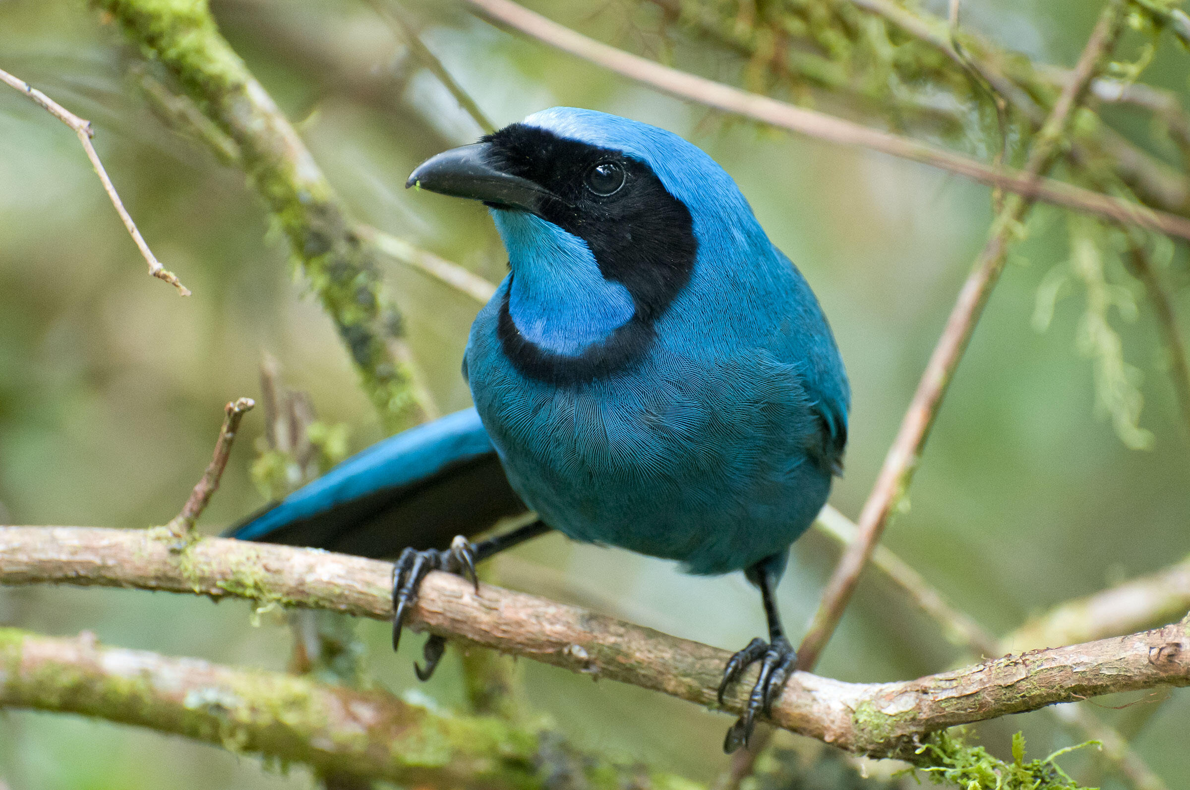 Different Types of Jays — Colorful Birds Audubon