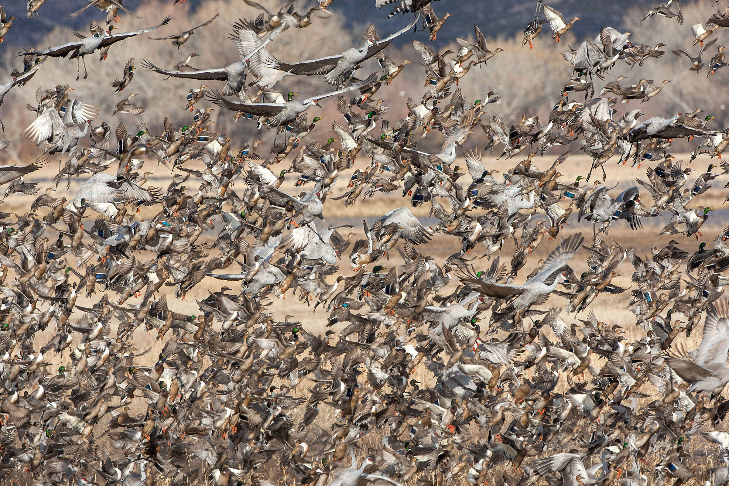 The 2016 Audubon Photography Awards Top 100 Audubon