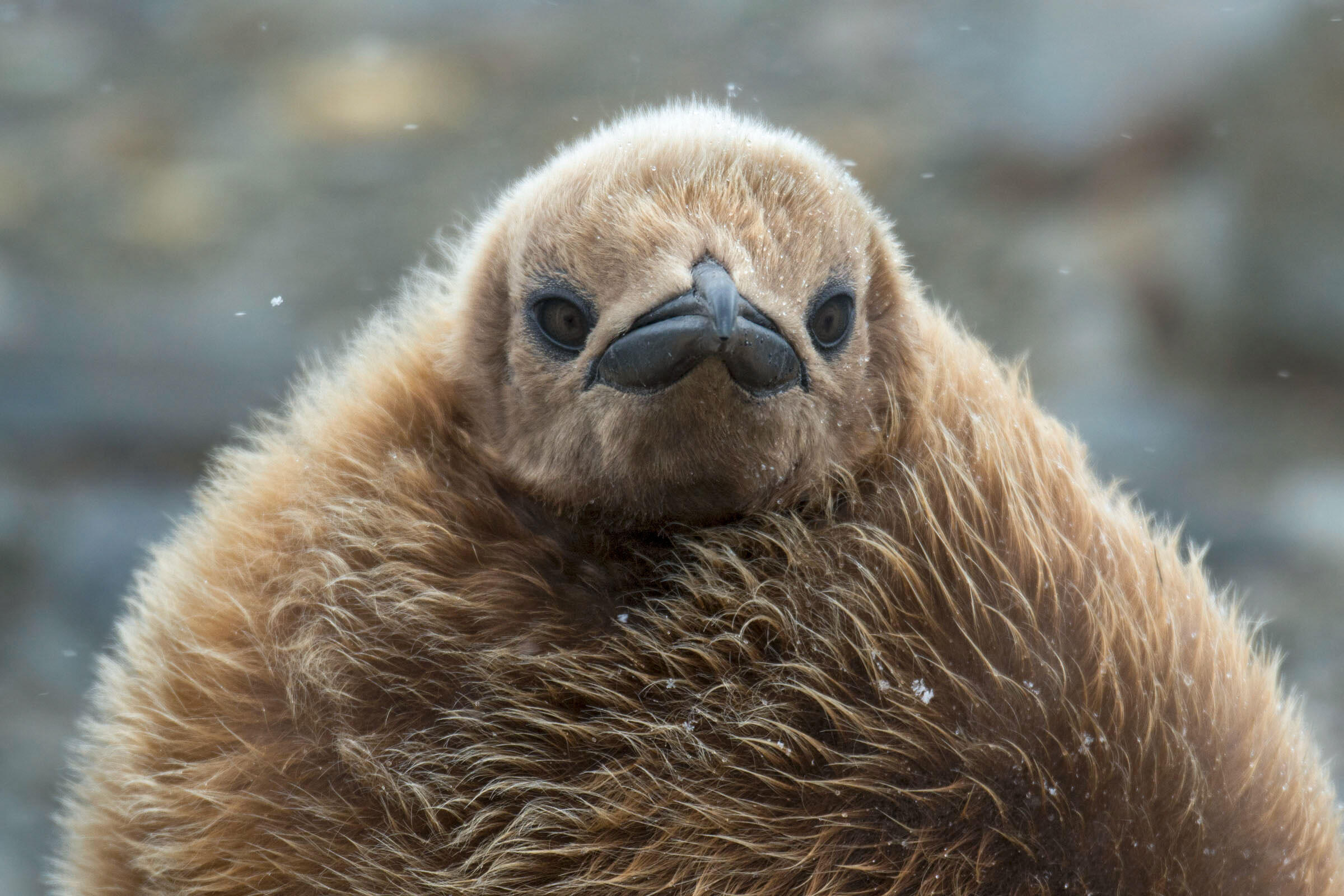 King Penguin/Amateur Category. Debra Herst//Audubon Photography Awards