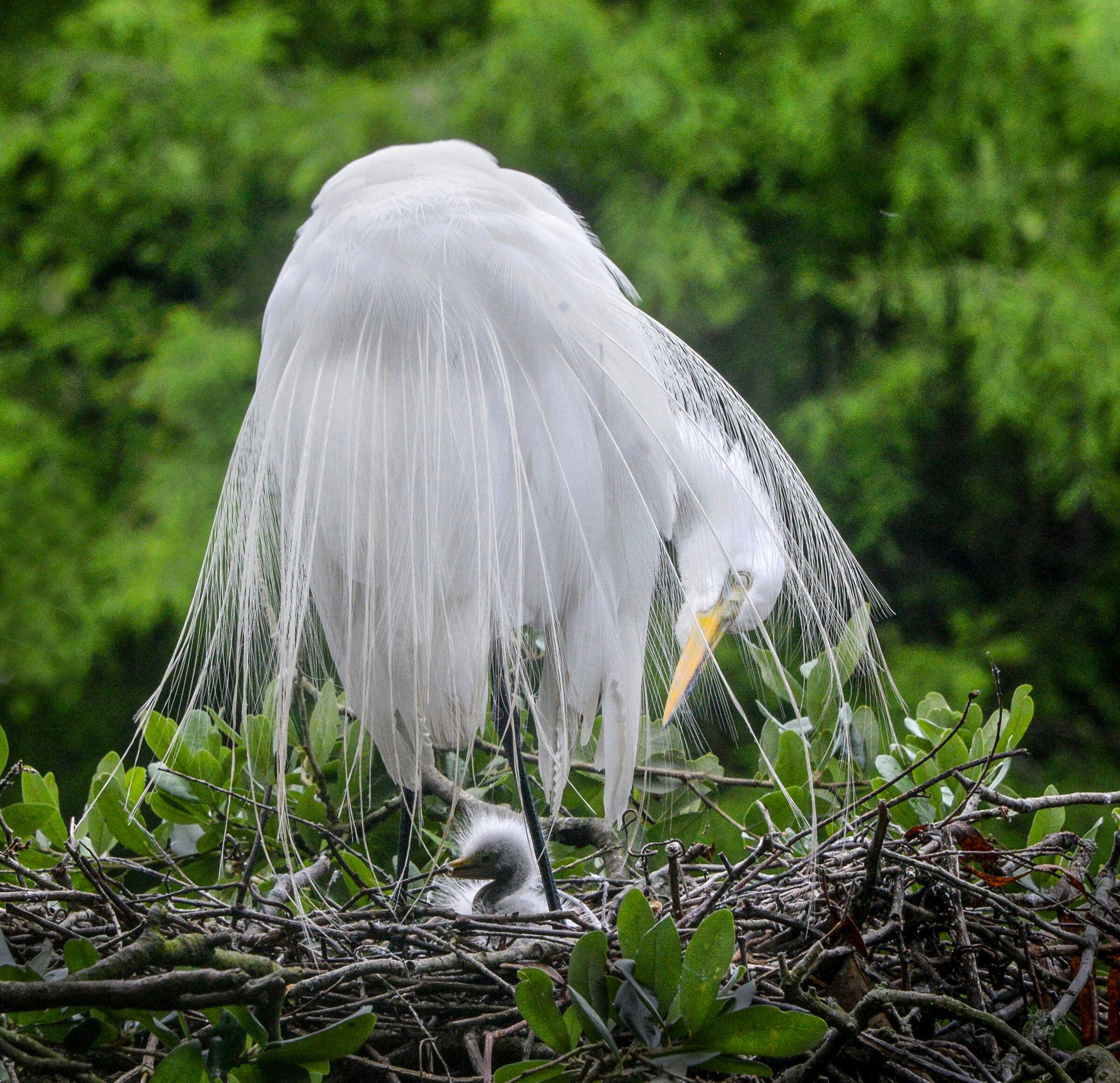Great Egrets/Amateur Category. Susan Perry/Audubon Photography Awards