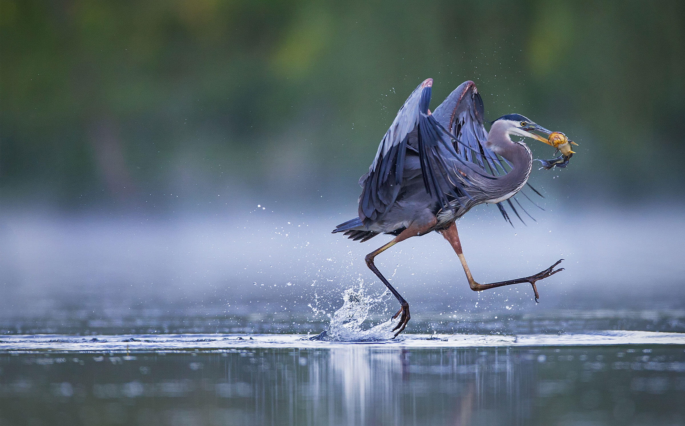 Great Blue Heron/Amateur Category. Christopher Schlaf/Audubon Photography Awards