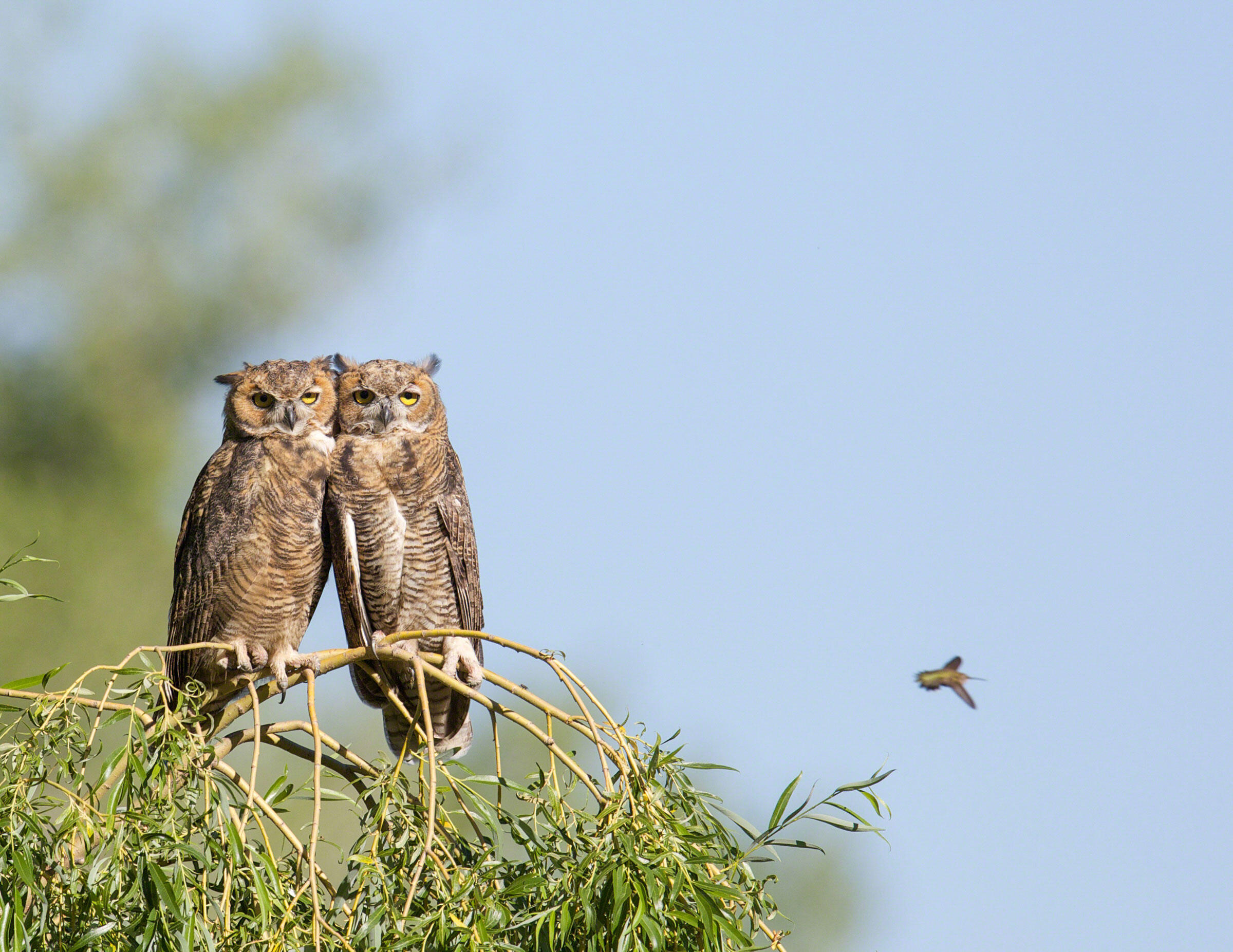 Great Horned Owls and Black-chinned Hummingbird/Professional Category. Ed Mackerrow/Audubon Photography Awards