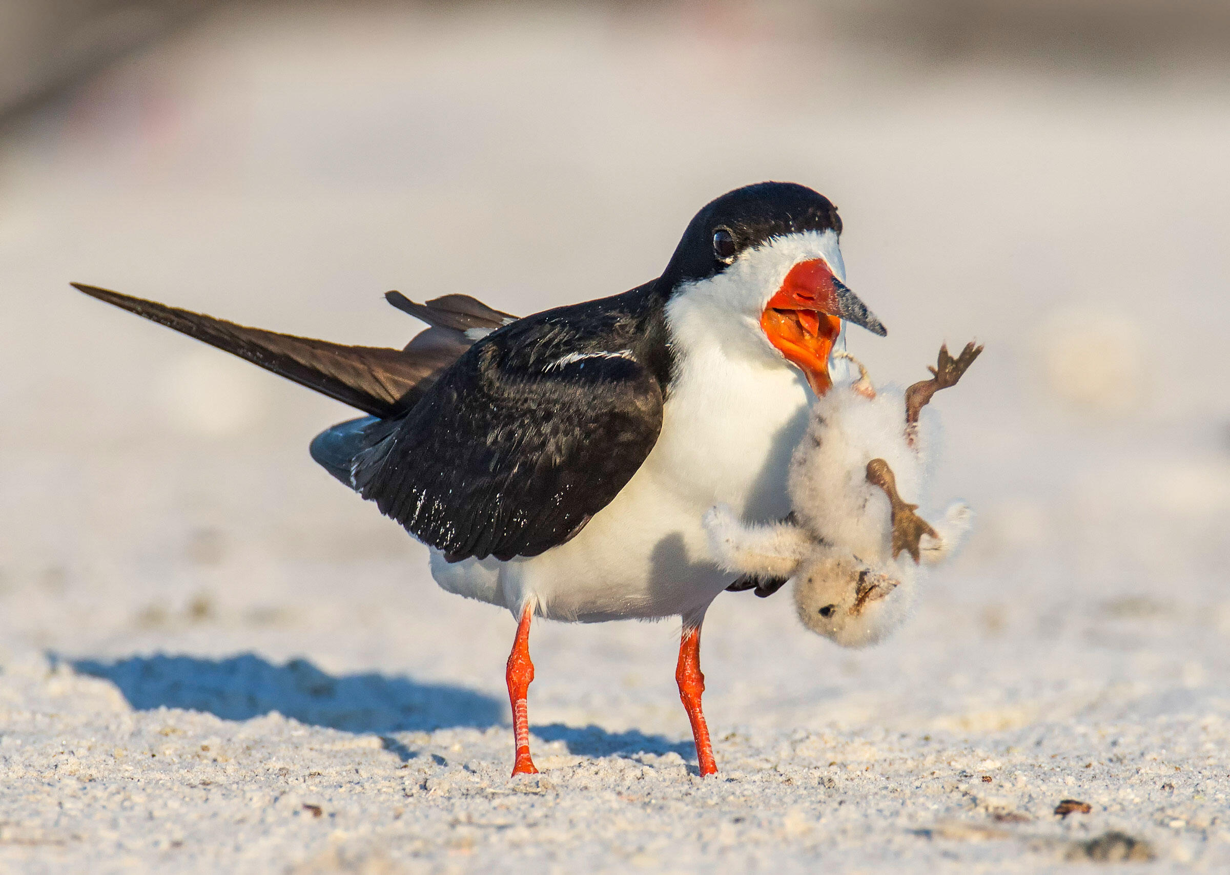 Black Skimmer/Amateur Category. Amy Marques/Audubon Photography Awards