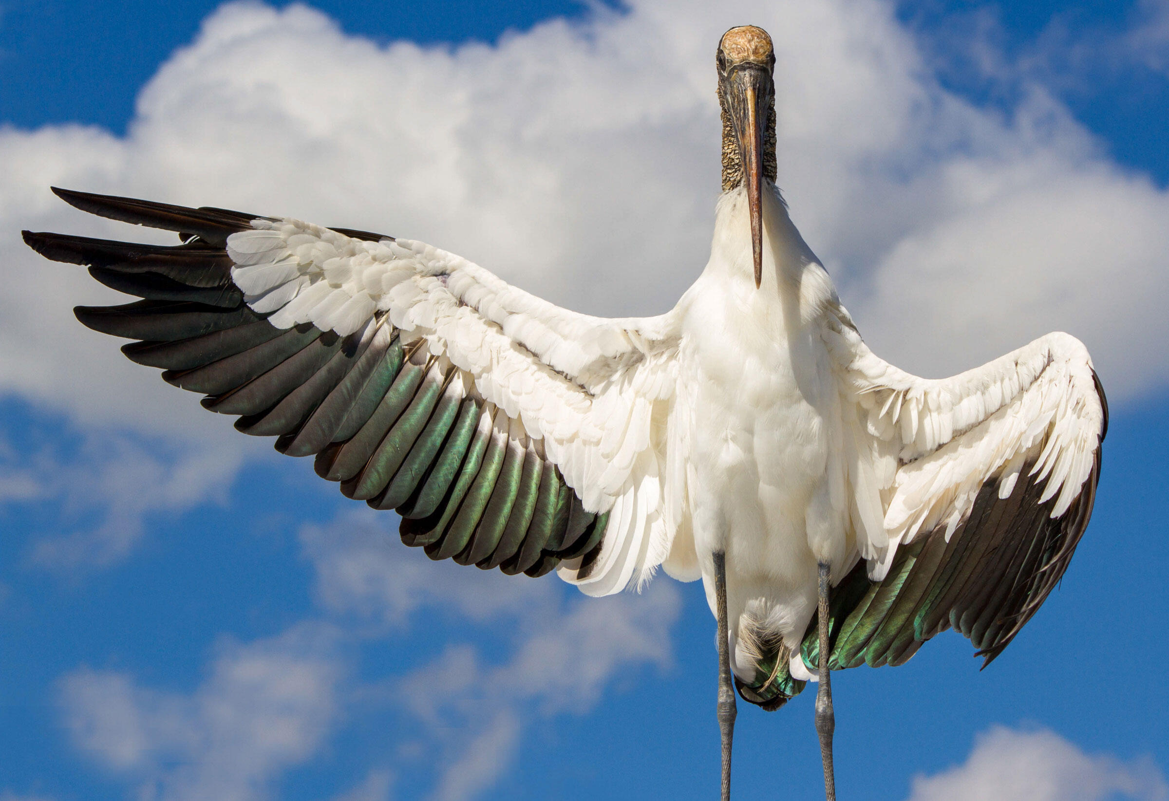 Wood Stork/Amateur Category. Richard Johnson/Audubon Photography Awards