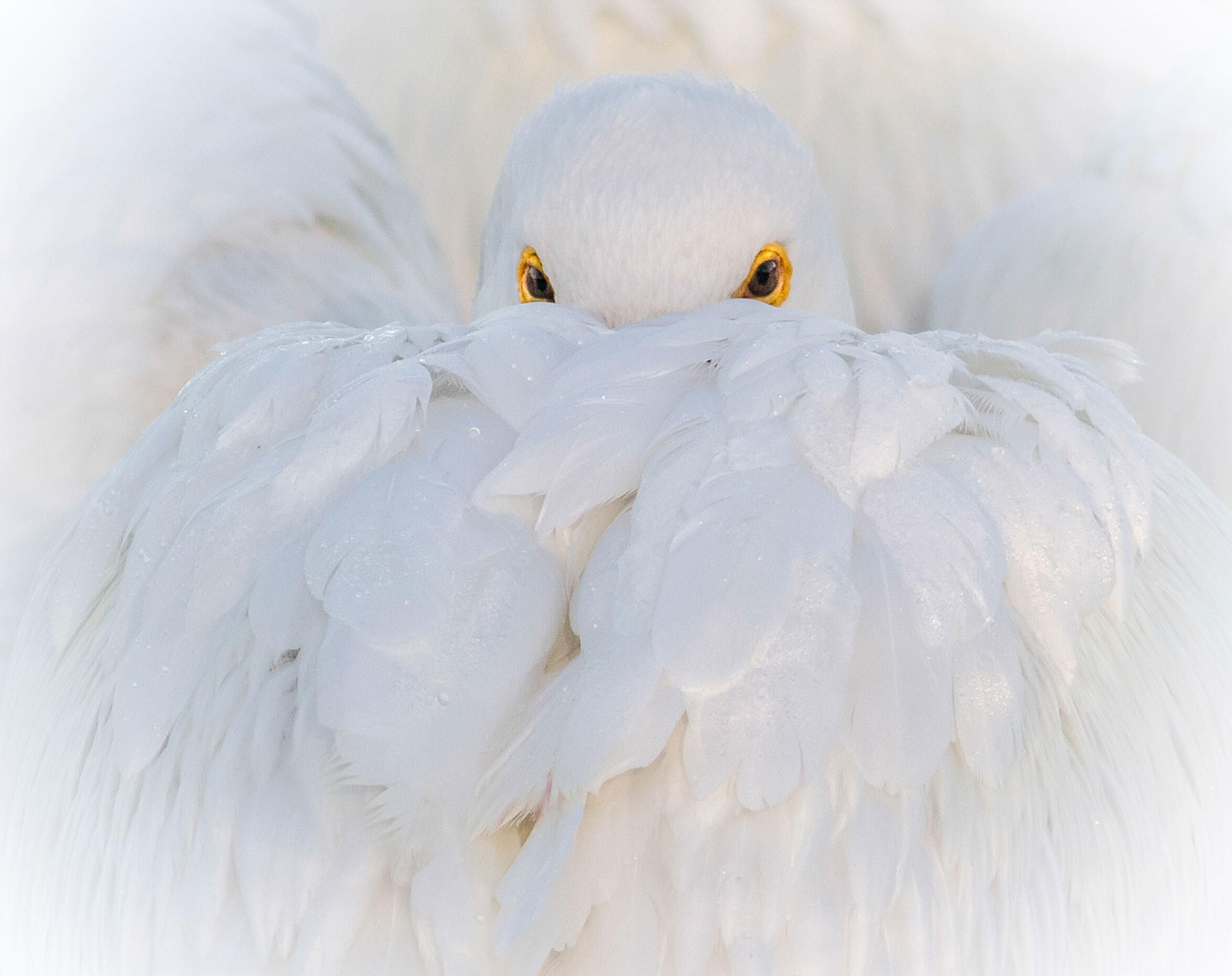 American White Pelican/Amateur Category. Judy Lindo/Audubon Photography Awards