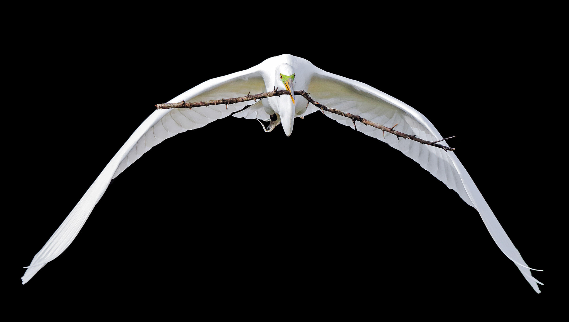 Great Egret/Fine Art Category. Veronique Viardin/Audubon Photography Awards