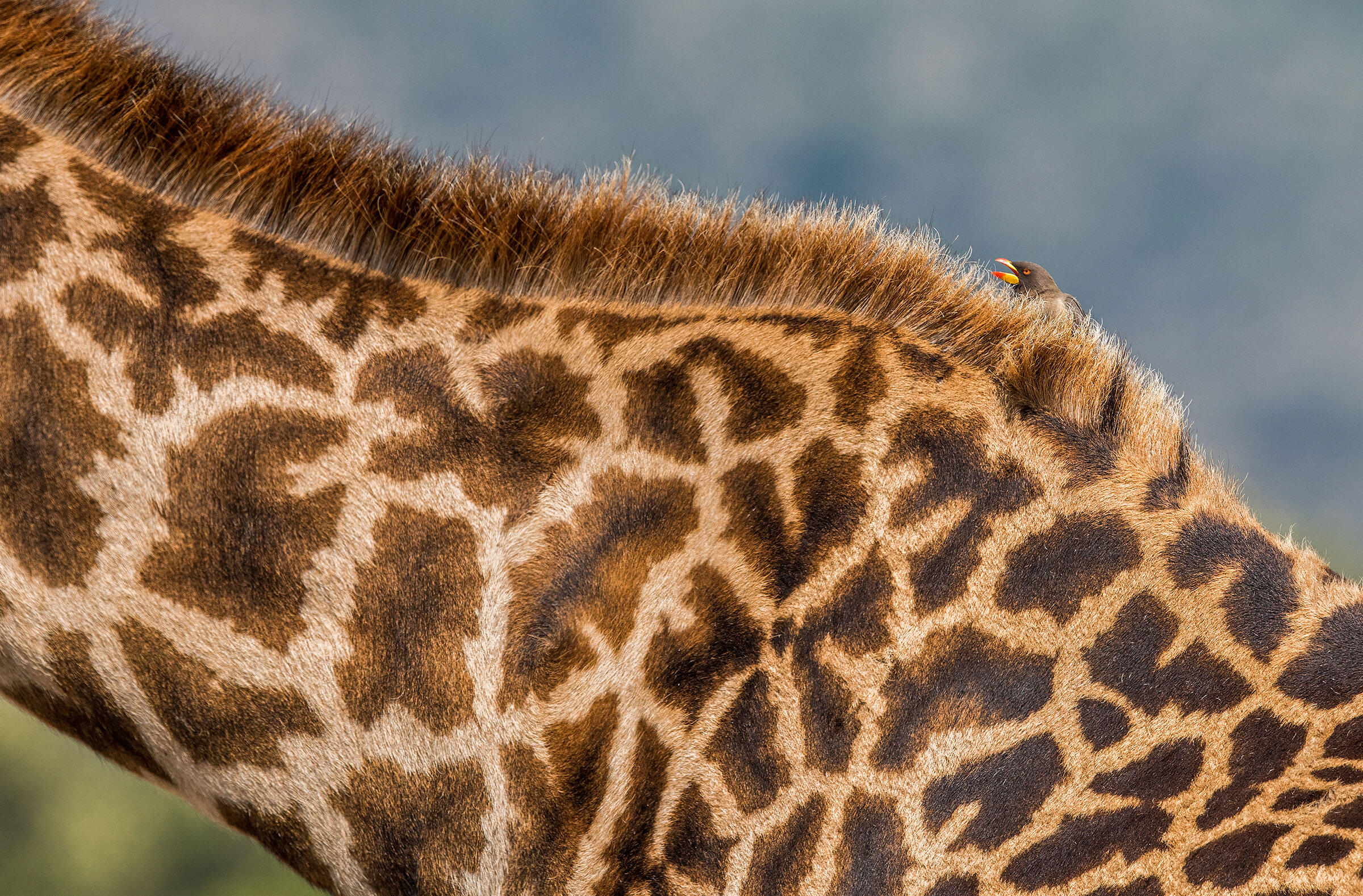 Yellow-billed Oxpecker/Professional Category. Aaron Baggenstos/Audubon Photography Awards