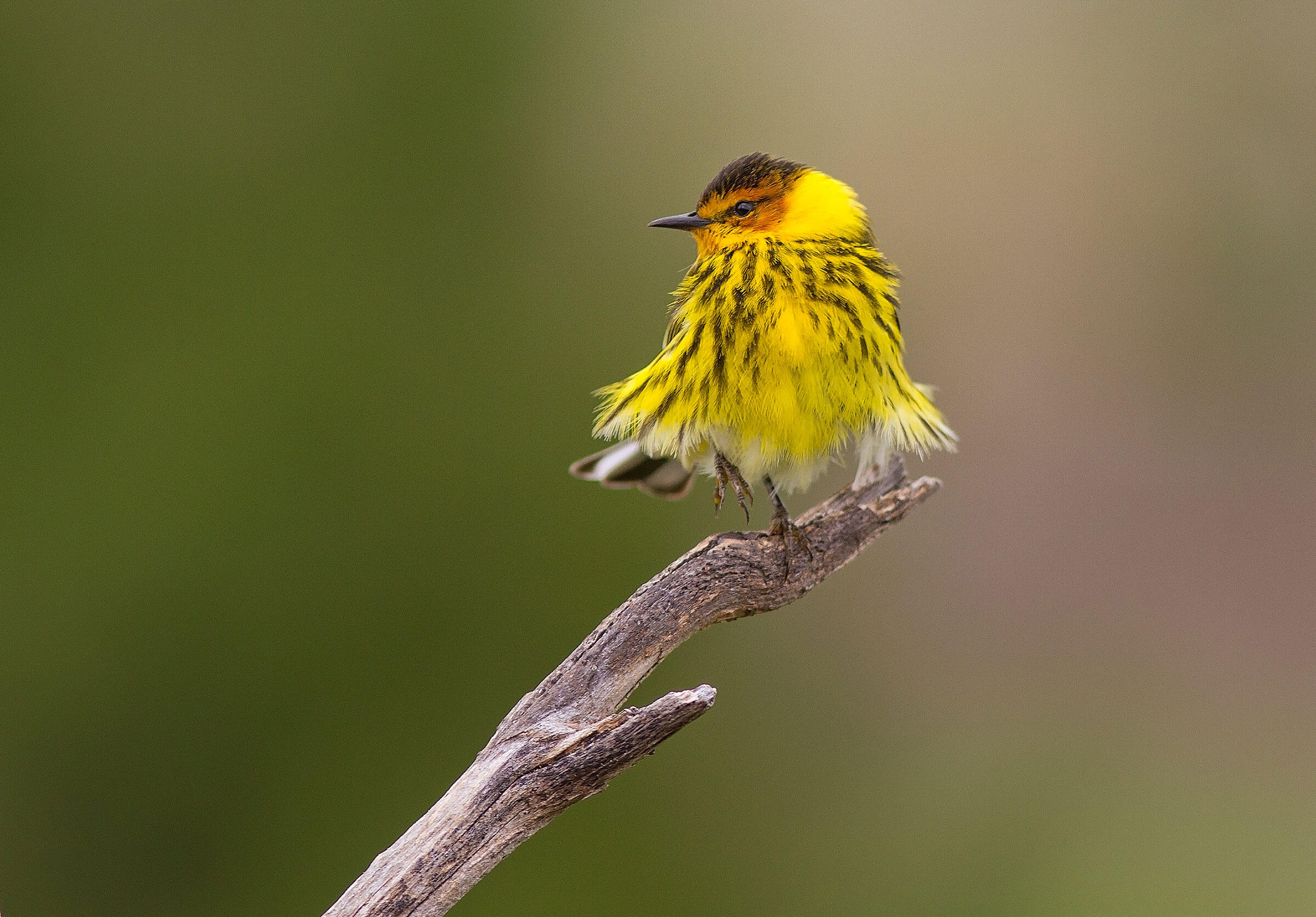 Cape May Warbler/Amateur Category. L.E. Swanson/Audubon Photography Awards