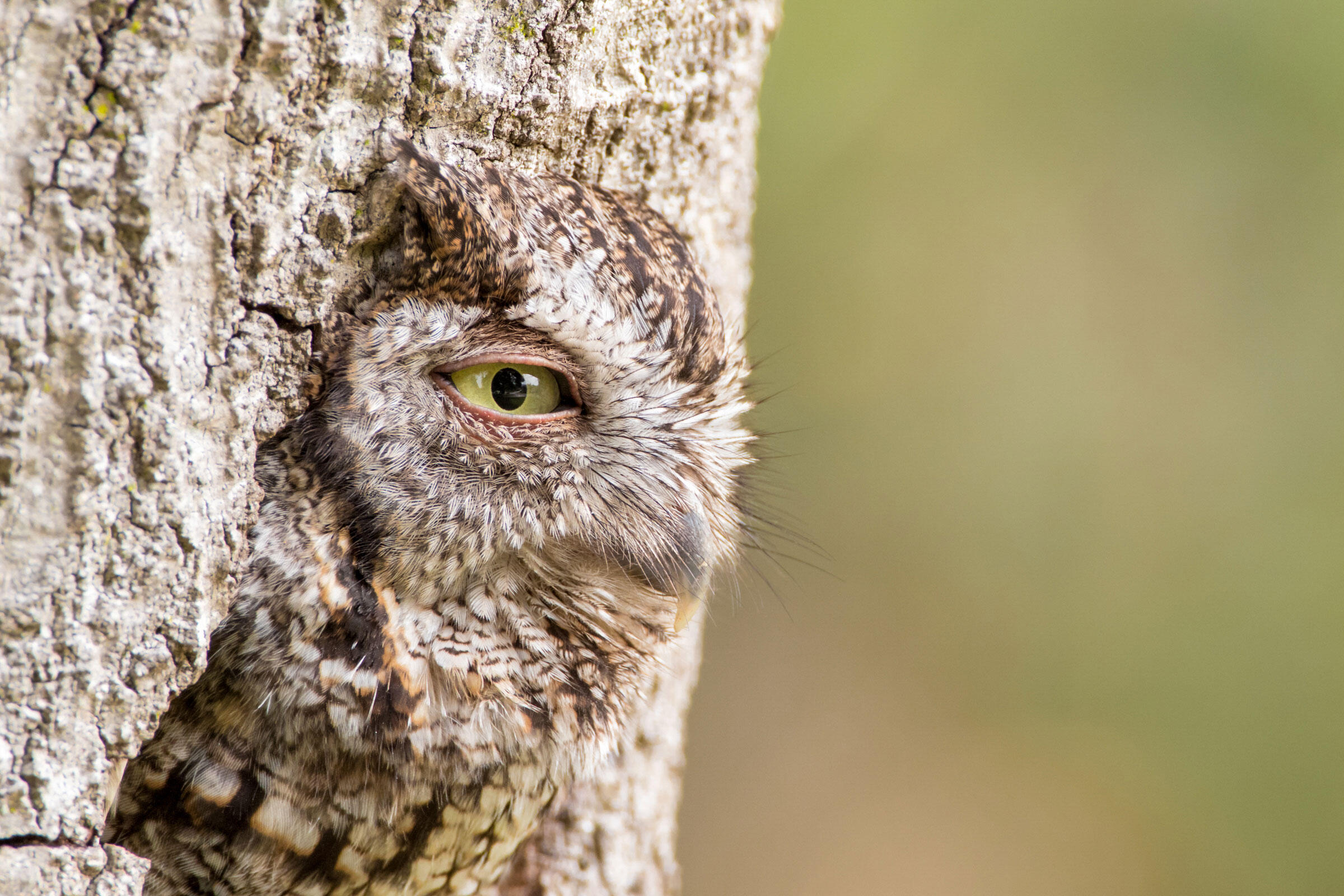 Eastern Screech-Owl/Amateur Category. William Kleinfelder/Audubon Photography Awards
