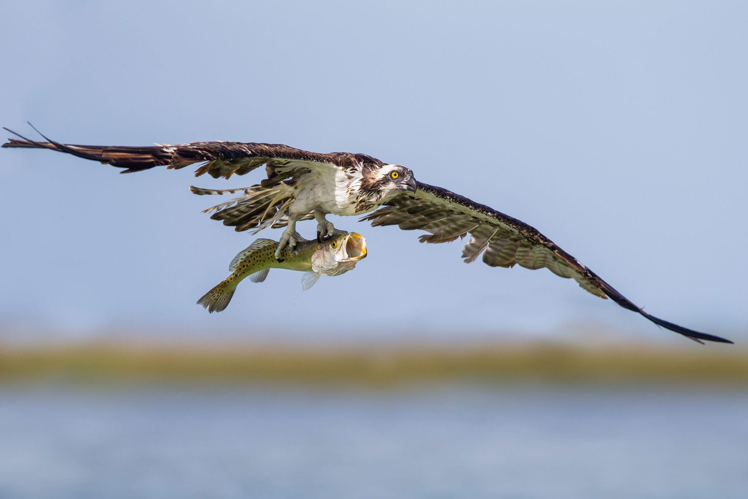 Osprey/Amateur Category. Thomas Chadwick/Audubon Photography Awards