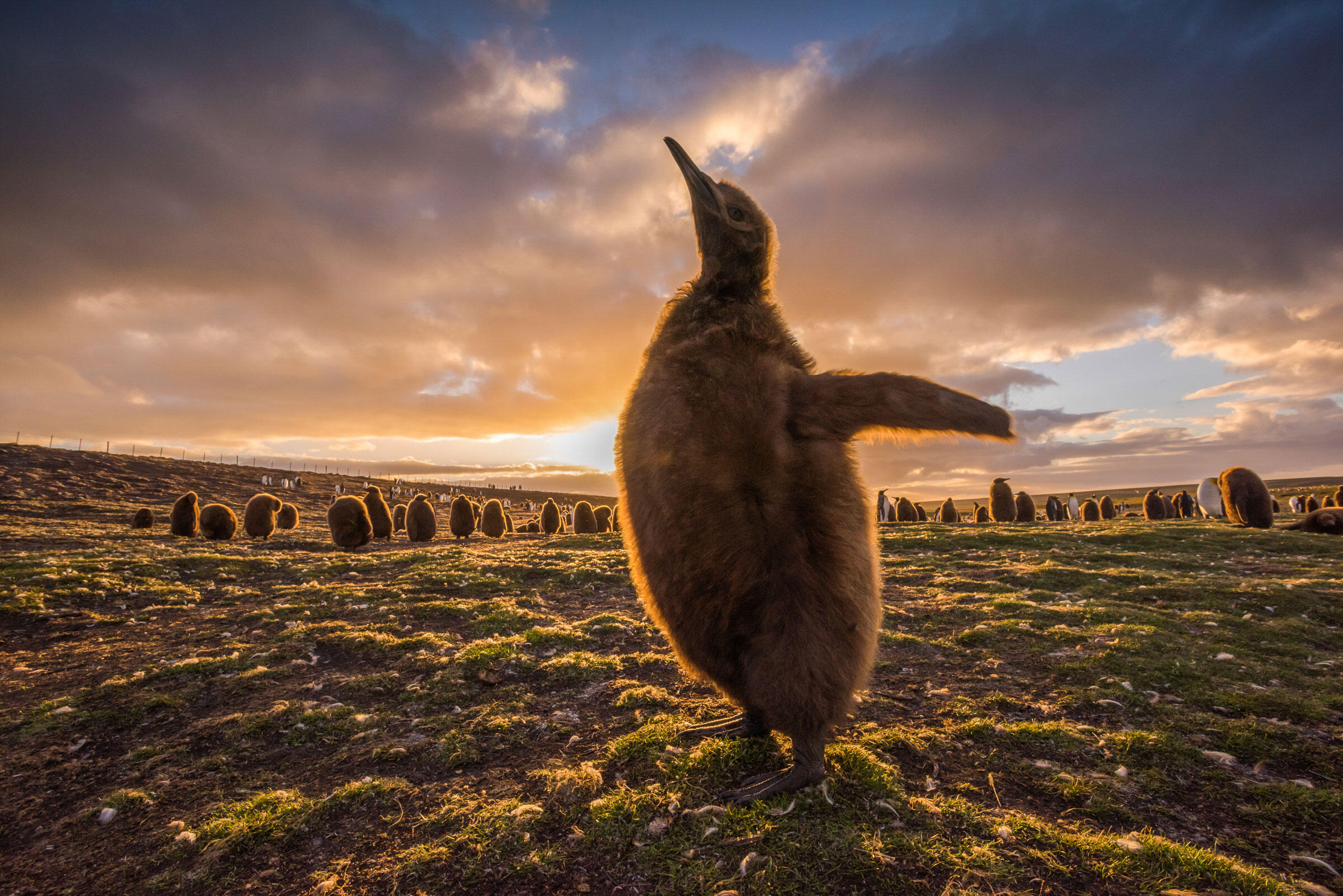 King Penguins/Amateur Category. Sean Crane/Audubon Photography Awards