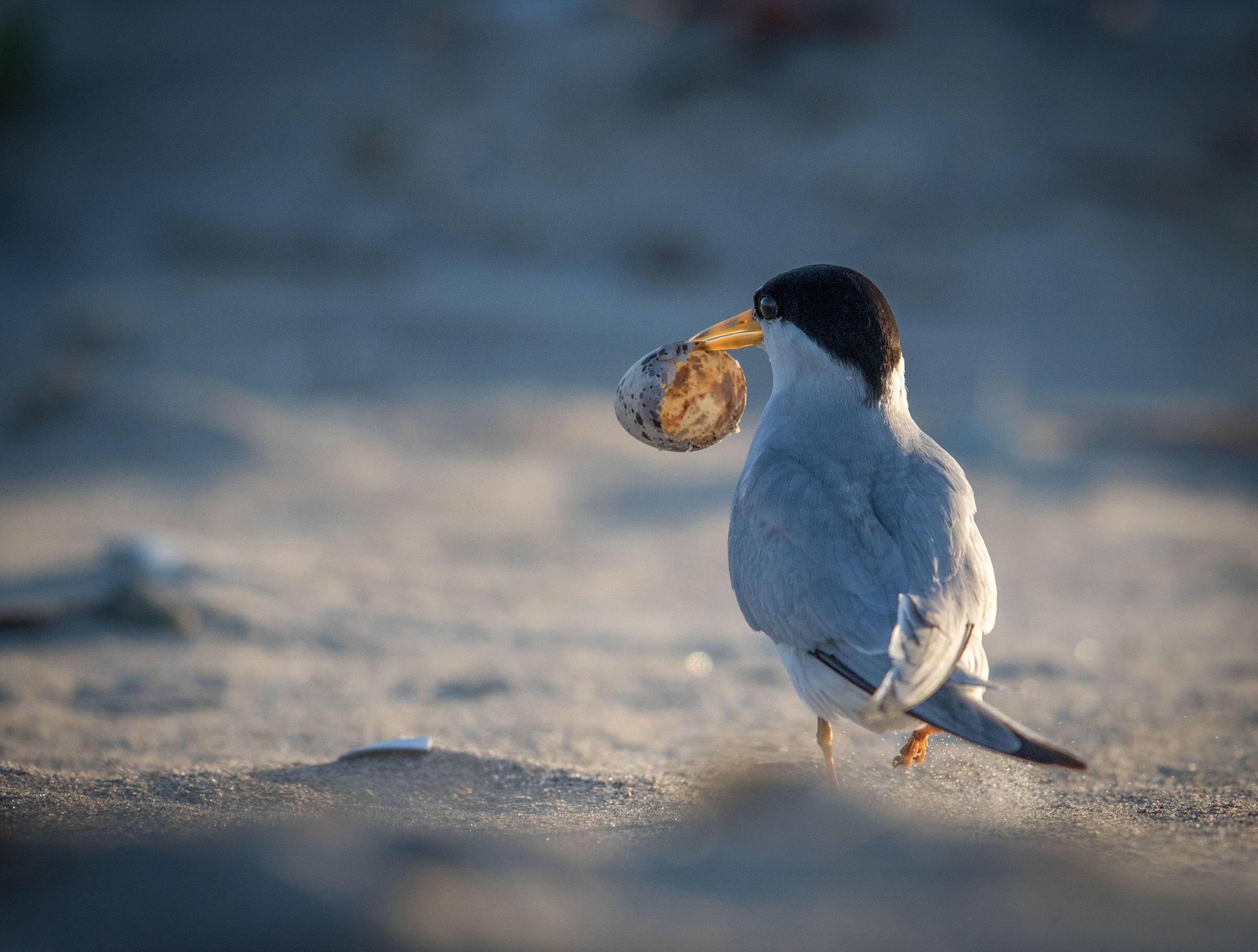 Least Tern/Amateur Category. Eric Swanzey/Audubon Photography Awards