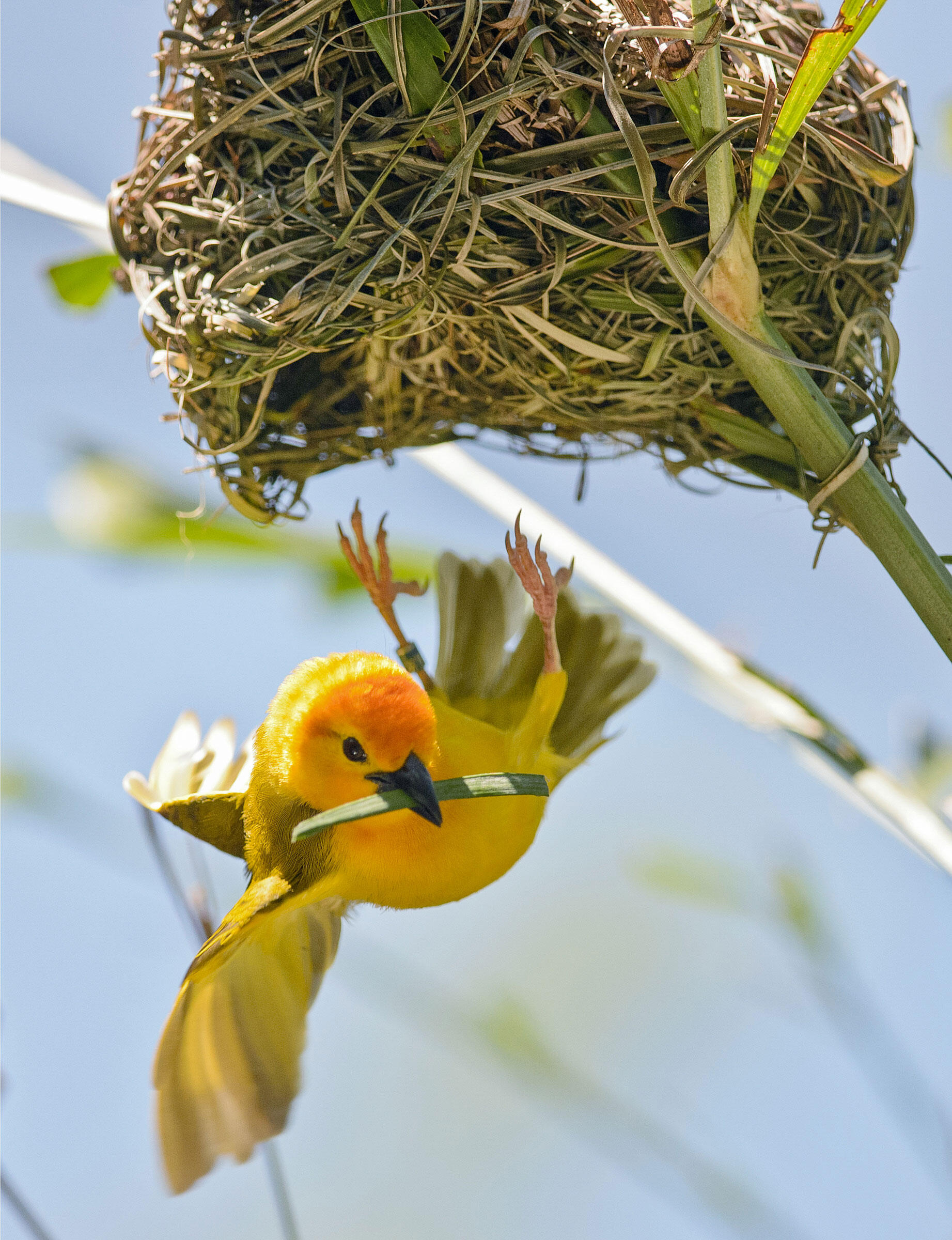 Taveta Golden Weaver/Professional Category. Tom Warren/Audubon Photography Awards