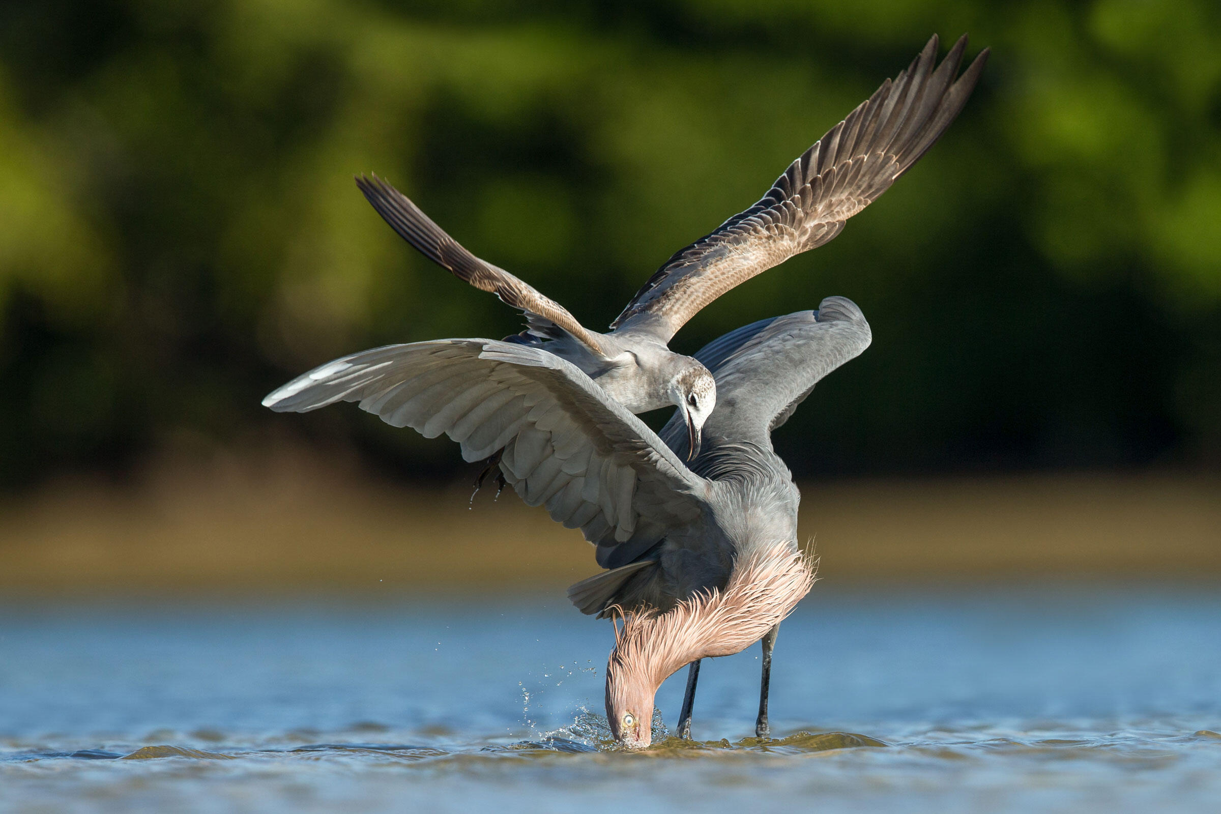 Reddish Egret and Laughing Gull/Amateur Category. Thomas Chadwick/Audubon Photography Awards