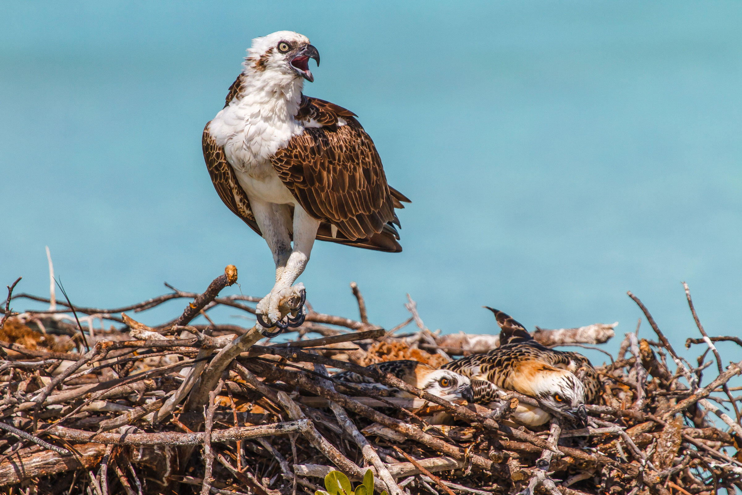 Ospreys/Amateur Category. Lorraine Minns/Audubon Photography Awards